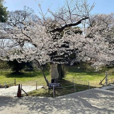 Himeji cherry tree