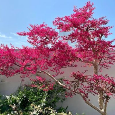 Osaka tree