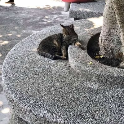 08 Houtong cat village Taiwan