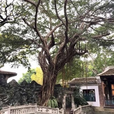 114 The Lin Family Mansion and Garden