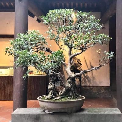 118 The Lin Family Mansion and Garden