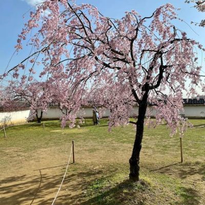 Himeji cherry tree