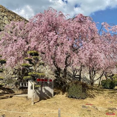 Himeji cherry tree