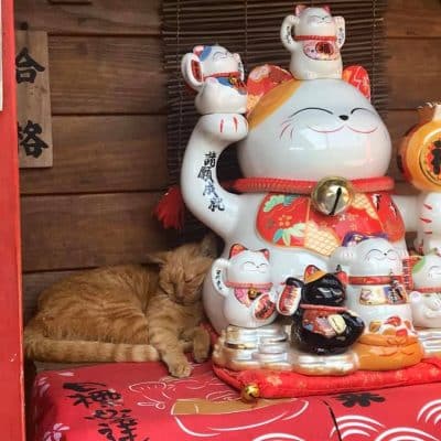 15 Houtong cat village Taiwan