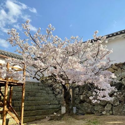 Himeji cherry tree