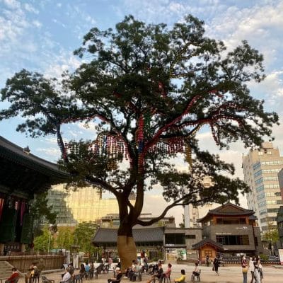 237 Tree next to Buddhist temple