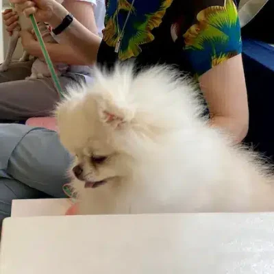 Seongnam dog cafè