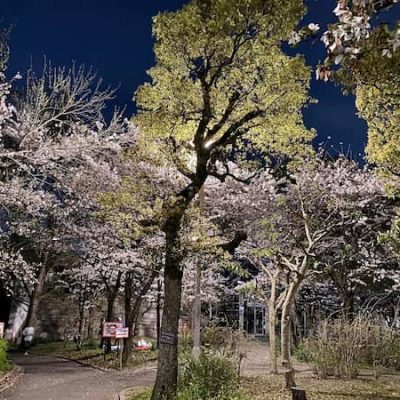 Osaka cherry trees