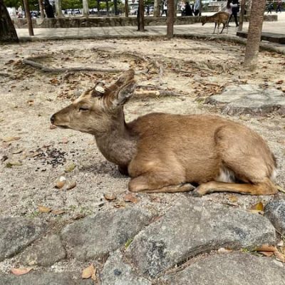 Itsukushima deer
