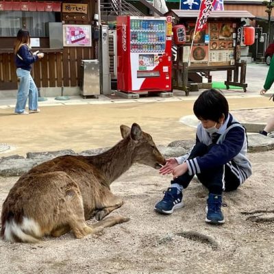 Itsukushima deer