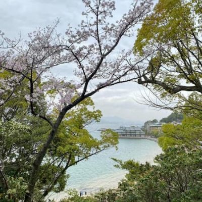 Itsukushima cherry tree