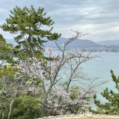 Itsukushima cherry tree