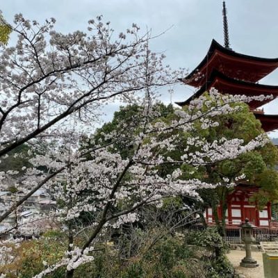 Itsukushima cherry tree