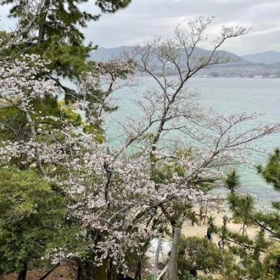 Itsukushima cherry tree