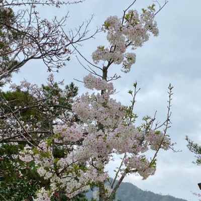 Itsukushima cherry tree
